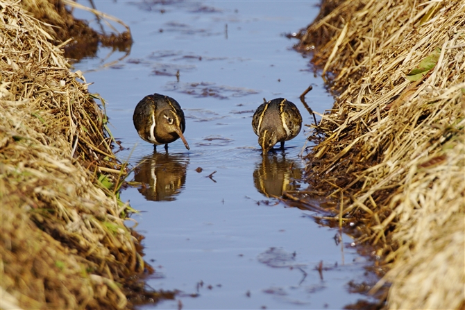 ^}VM,Greater Painted Snipe